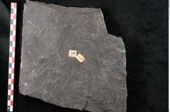Foto (Detailansicht) von Senftenbergia crenata Lindl. et H. (NHMW-GEO-2024-0188-10945)